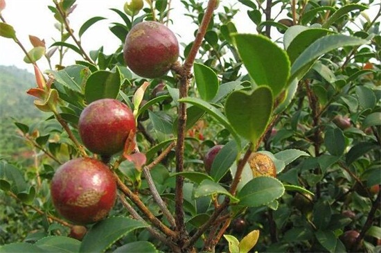 油茶樹(shù)苗價(jià)格