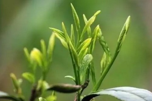 霍山黃芽的功效與作用，霍山黃芽安徽五大名茶之一