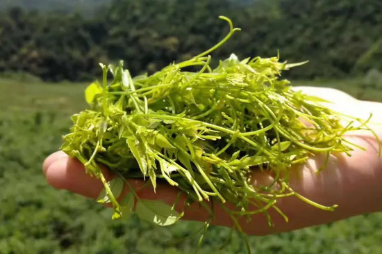 野生藤茶哪些人不能喝