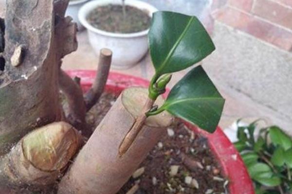 茶花可以扦插繁殖嗎_茶花怎么嫁接（什么時(shí)候）