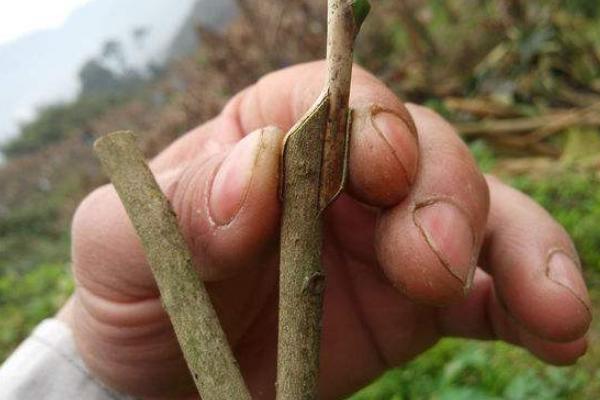 茶花可以扦插繁殖嗎_茶花怎么嫁接（什么時(shí)候）