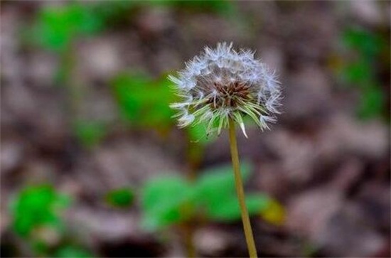 蒲公英能減肥嗎，可以減肥(附減肥食用方法)