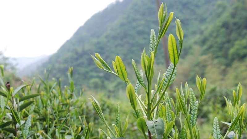 野生茶有哪幾種