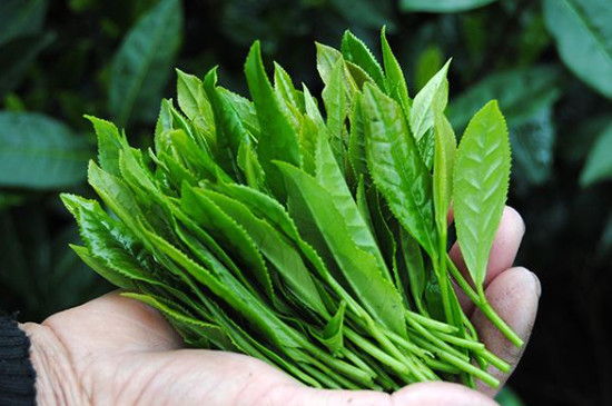 最好喝的茶葉排行榜（最受歡迎的茶葉排行