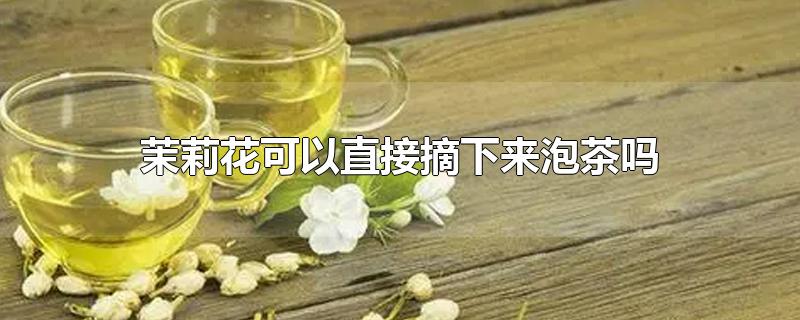 茉莉花可以直接摘下來(lái)泡茶嗎（剛剛摘的茉莉花可以泡茶嗎）