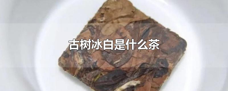 古樹冰白是什么茶（古樹茶屬于什么檔次）