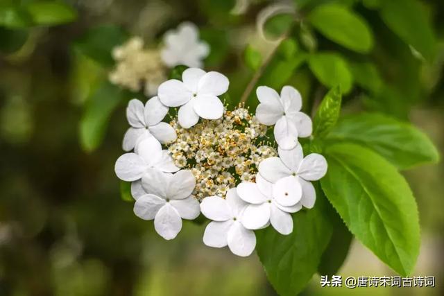 春天的花有哪些（蘭花像什么比喻句）