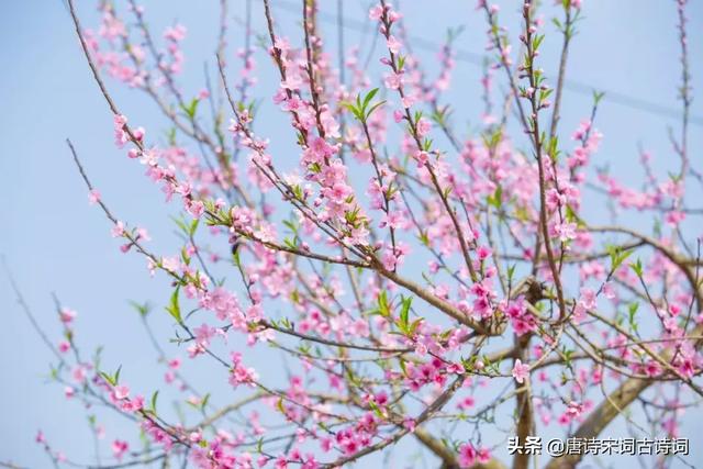 春天的花有哪些（蘭花像什么比喻句）