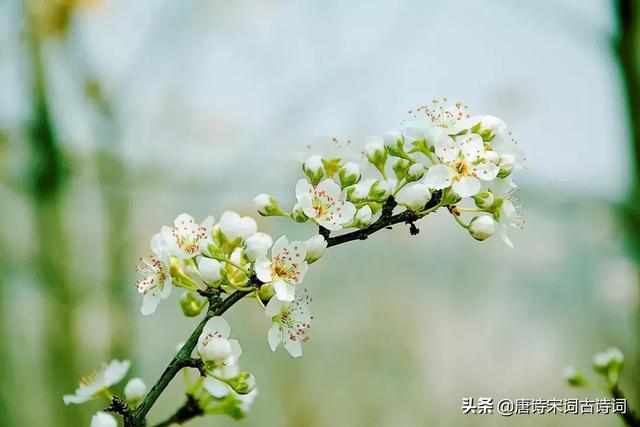 春天的花有哪些（蘭花像什么比喻句）