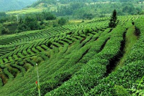 夏季茶園管理技術(shù)，合理除草、澆水、排水、施肥等