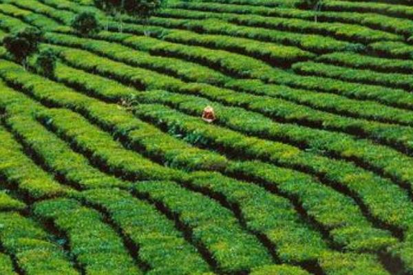 夏季茶園管理技術(shù)，合理除草、澆水、排水、施肥等