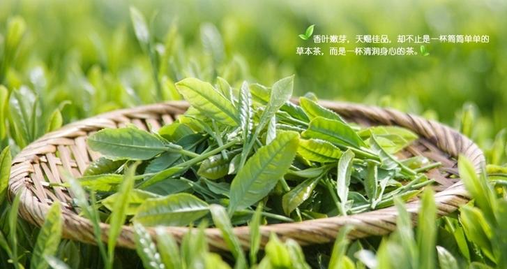 中國的六大茶類是哪些?發(fā)酵程度、沖泡溫度是多少？