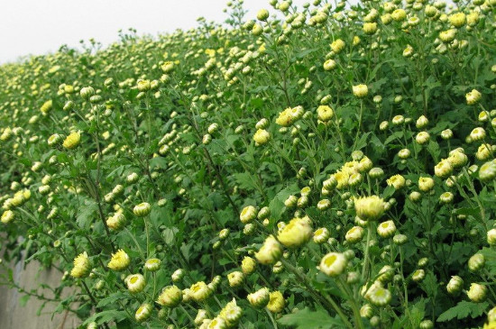 哪種菊花清熱解毒去火效果最好（貢菊和胎菊哪個(gè)更去火