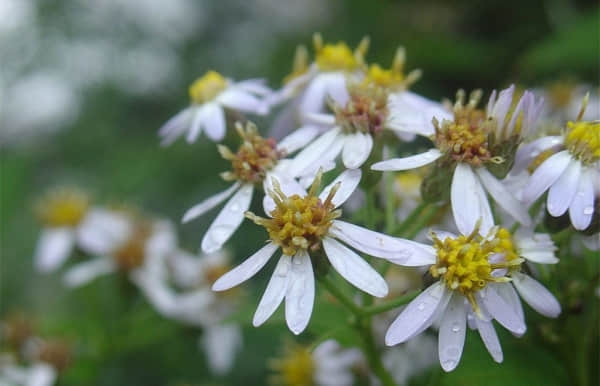 菊花茶能除口臭嗎?菊花茶功能介紹!