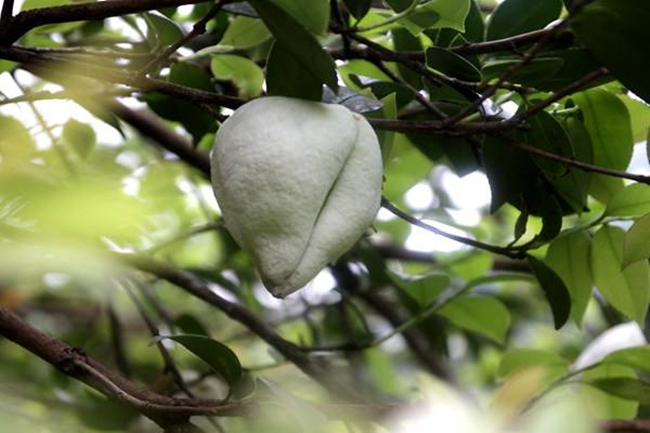 茶桃多少錢一斤？你知道茶桃的來歷嗎？