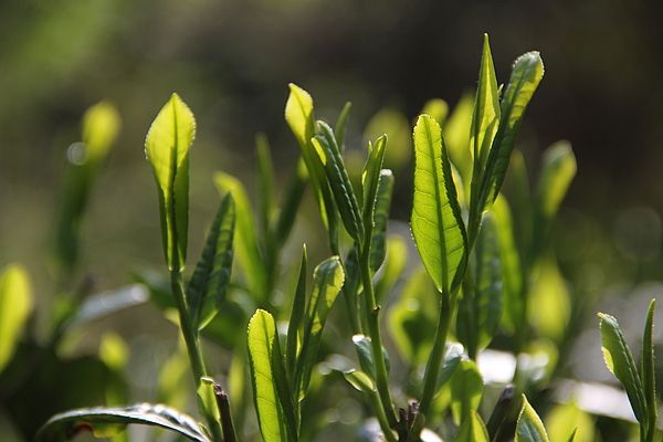 太平猴魁屬于什么茶？快速了解太平猴魁的種類！