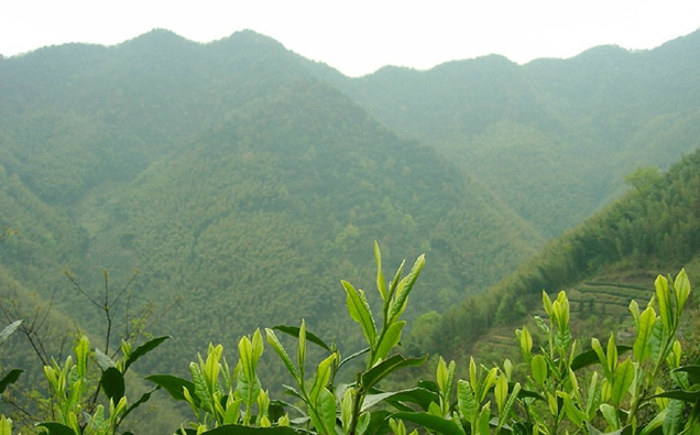 茶葉科普 | 太平猴魁