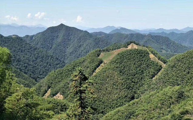 茶葉科普 | 太平猴魁