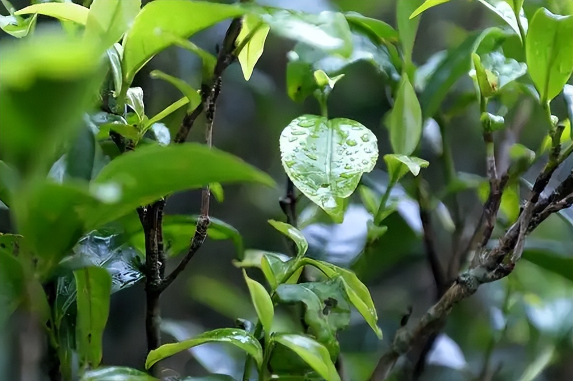 全國哪的茶葉最好喝？經(jīng)篩選，這4地茶名列前茅，你喝過幾個(gè)？