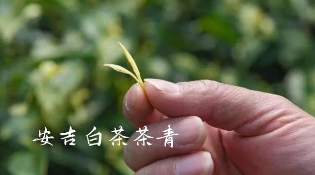 綠茶丨安吉白茶，明明是綠茶，為什么叫白茶？