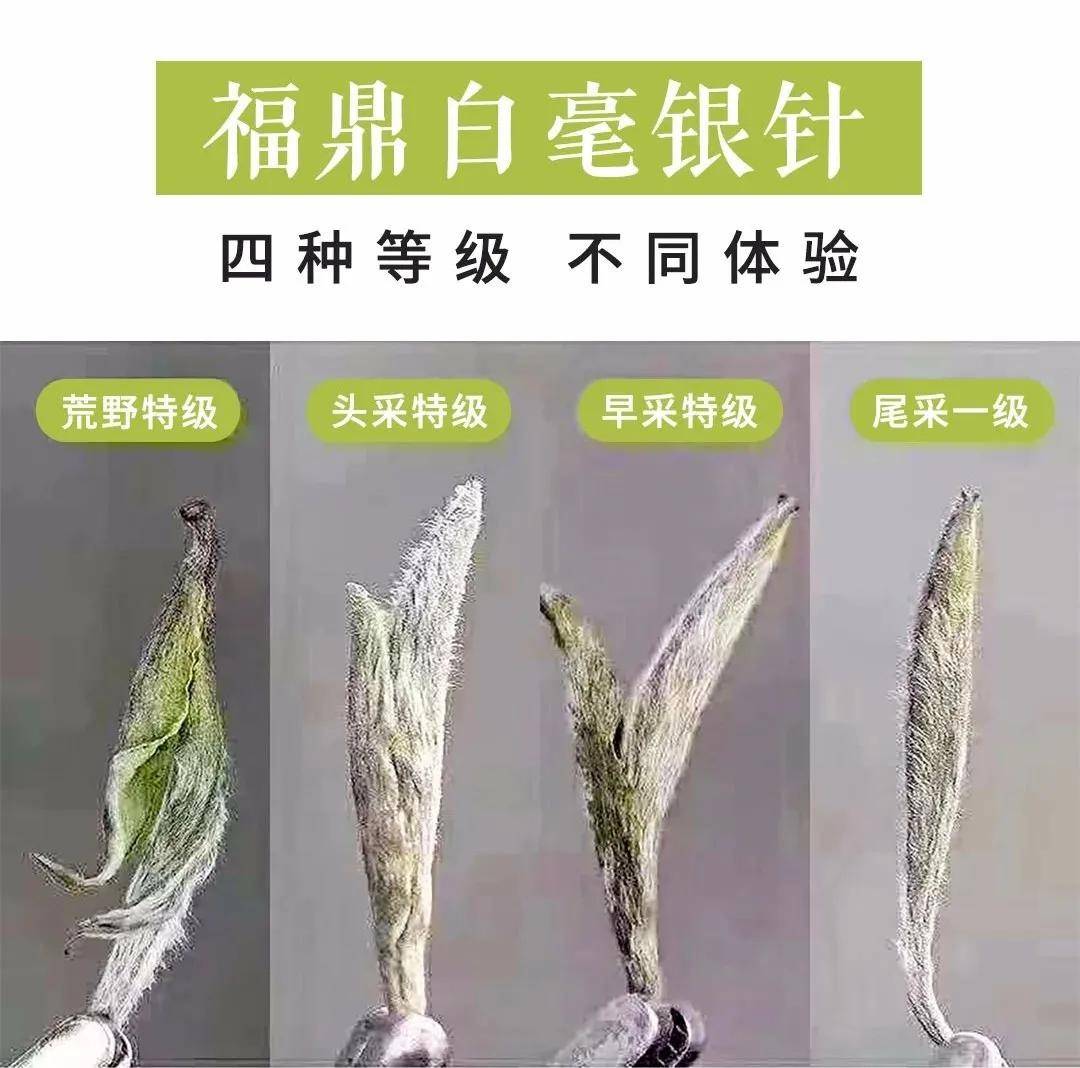 十年白茶白毫銀針的價格多少錢一斤，十年陳福鼎老白茶多少錢一斤