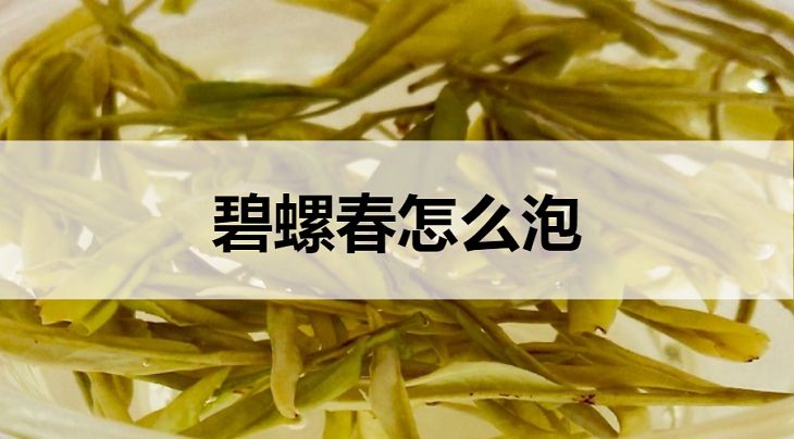 碧螺春怎么泡？