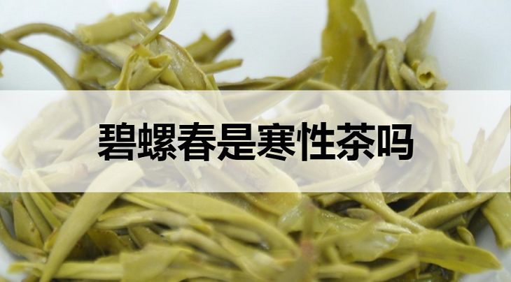 碧螺春屬于寒性茶嗎？