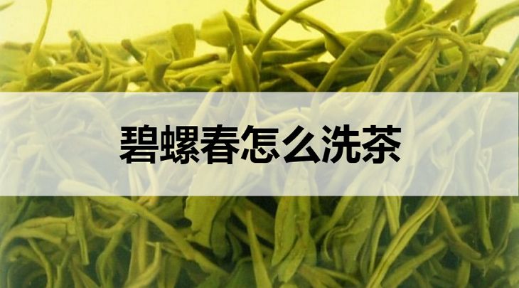 碧螺春怎么洗茶？