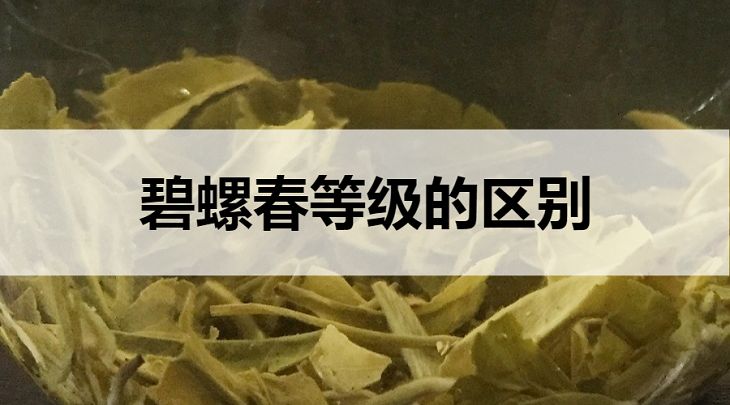 碧螺春等級(jí)的區(qū)別