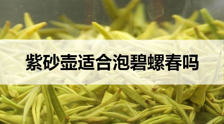 紫砂壺適合泡碧螺春?jiǎn)幔? title=