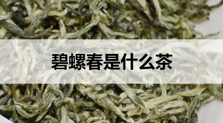 碧螺春是什么茶？