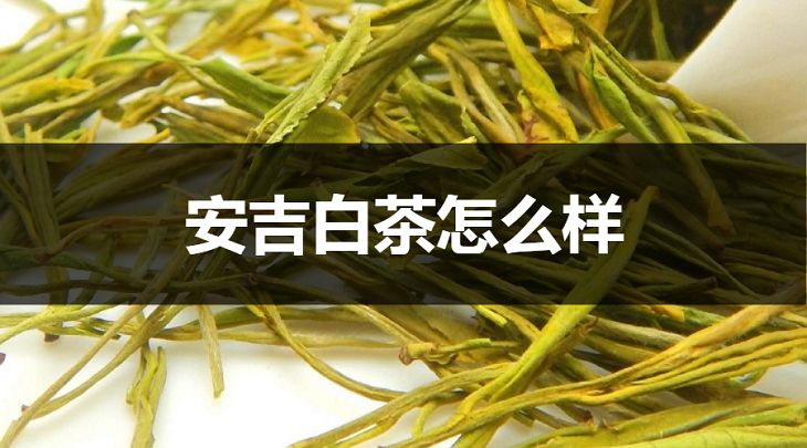 安吉白茶怎么樣？