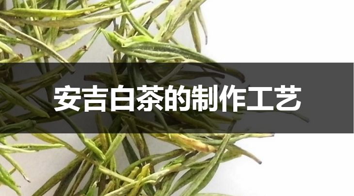 安吉白茶的制作工藝