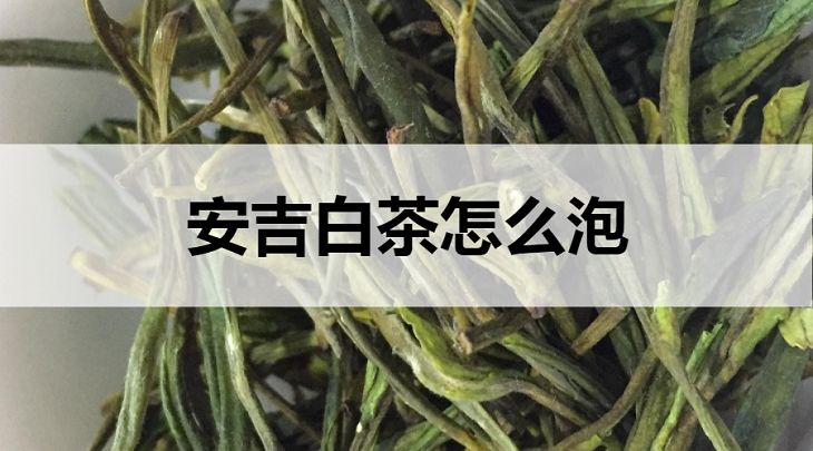 安吉白茶怎么泡?