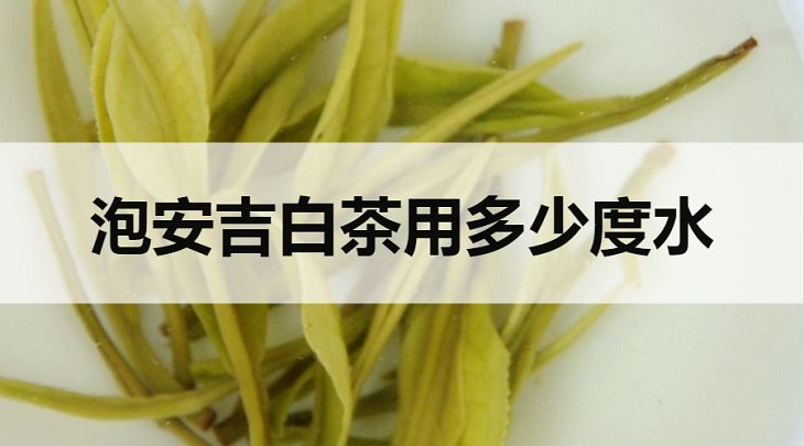 安吉白茶要用多少度的水泡？