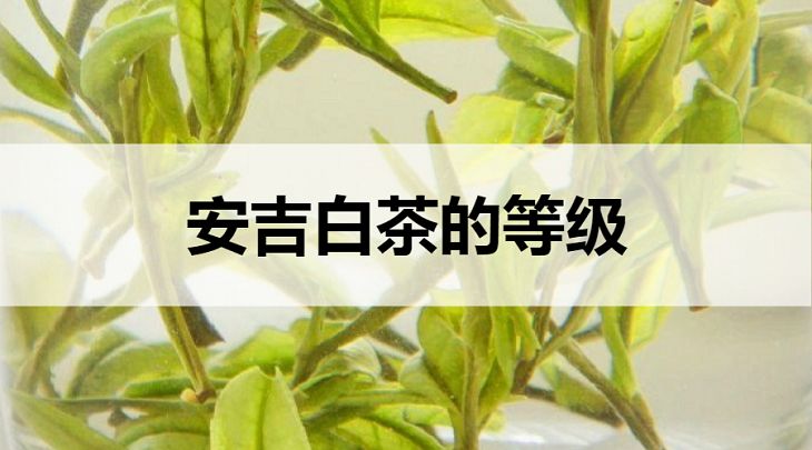 安吉白茶的等級怎么劃分？