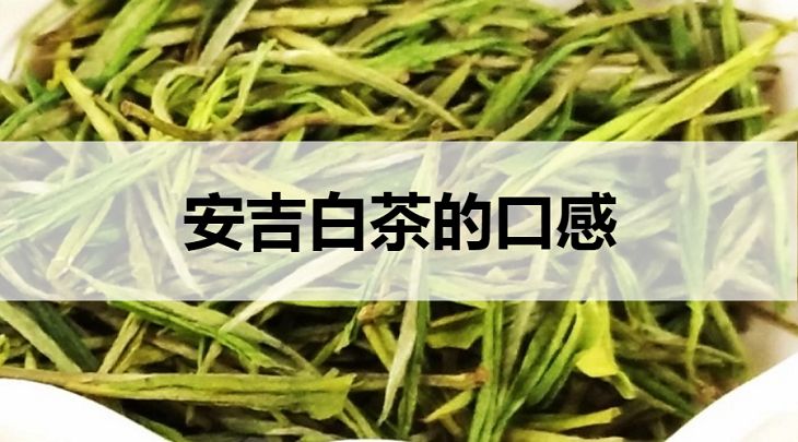 安吉白茶的口感怎么樣