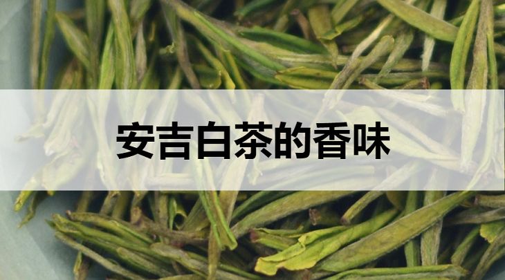 安吉白茶的香味什么樣？