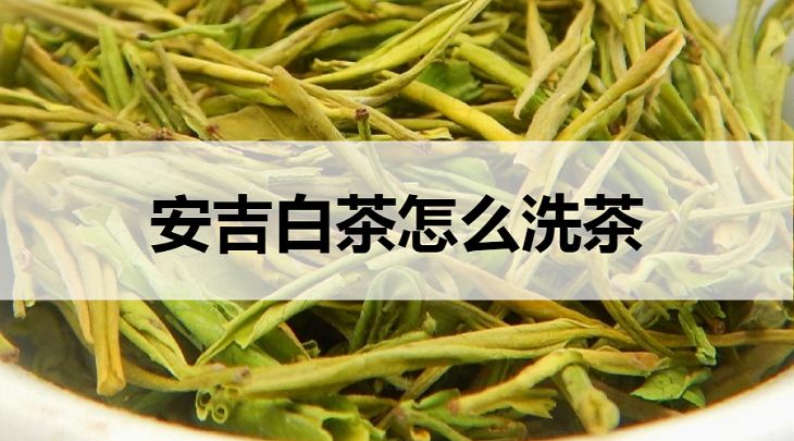 安吉白茶如何洗茶？