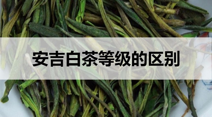 安吉白茶等級(jí)的區(qū)別