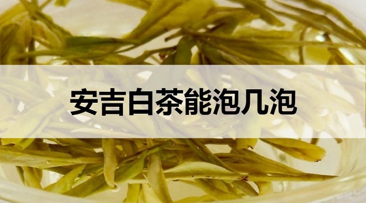 安吉白茶能泡幾泡？