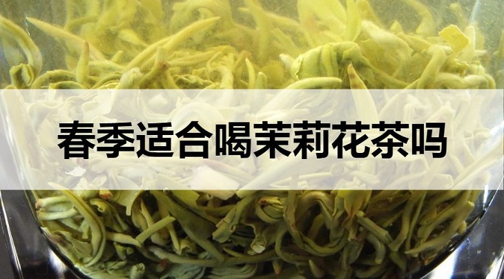 春天能喝茉莉花茶嗎？