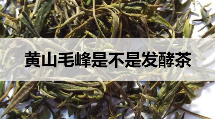 黃山毛峰是不是發(fā)酵茶？