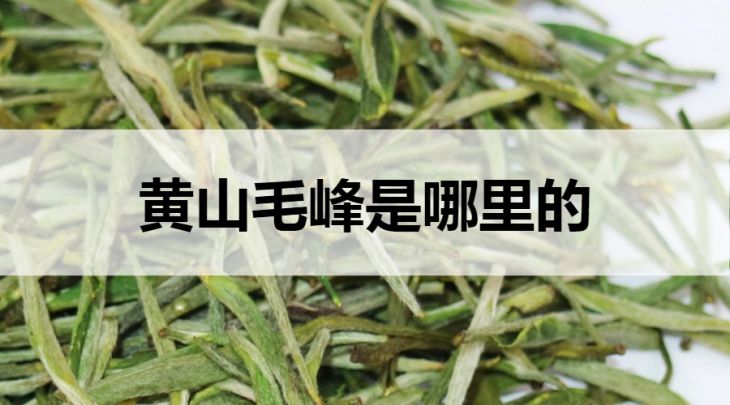 黃山毛峰茶是哪里的？