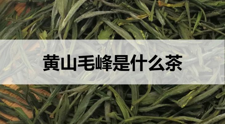 黃山毛峰是什么茶？