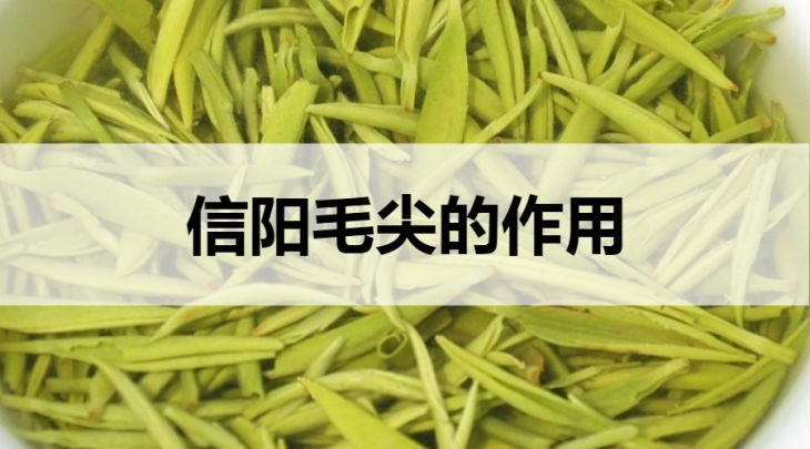 信陽毛尖的作用有哪些？