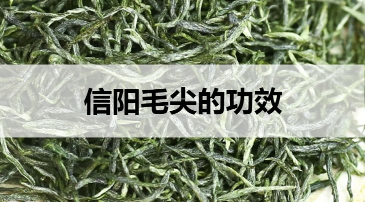 信陽毛尖的功效有哪些？