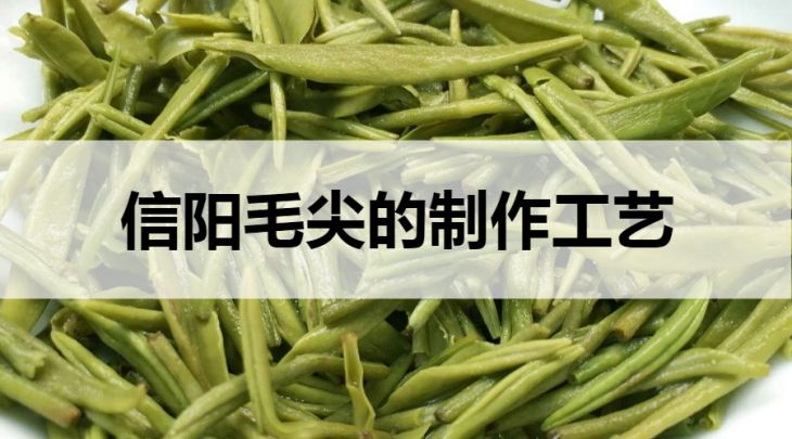 信陽毛尖的制作工藝