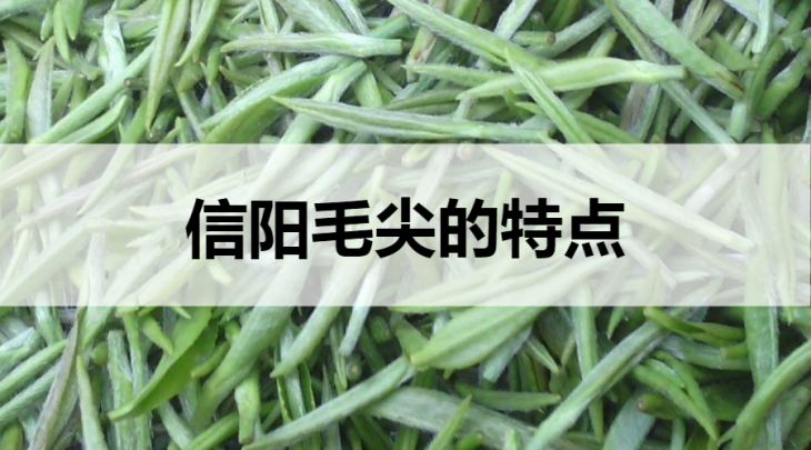 信陽毛尖的特點(diǎn)有哪些？