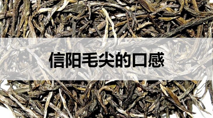 信陽(yáng)毛尖的口感什么樣？